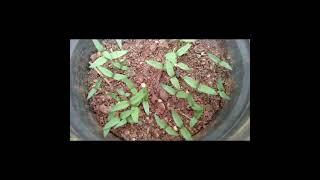 chilli plants growing method and pot mixing method | chili ️ plant care