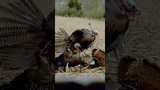 We filmed a Turkey hunt with a $200,000 camera  #archery #shorts #turkey #slowmotion
