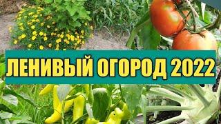 ЛЕНИВЫЙ ОГОРОД: НЕ КОПАЕМ, НЕ РЫХЛИМ, НЕ ПРОПАЛЫВАЕМ - ПОДВОДИМ ИТОГИ СЕЗОНА 2022