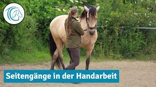 Seitengänge an der Hand erarbeiten - Seitwärts-Hilfen in der Handarbeit verstehen