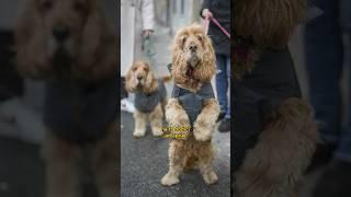 Molly e Yago️ ,#caniditorino #cocker #cockerspaniel