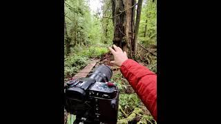 Photographing ancient trees