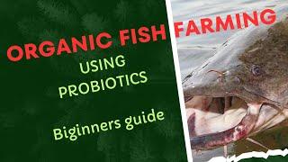 Organic Fish Farming Using Probiotics | Bigginers Guide