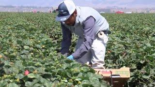 Santa Barbara County farmworkers push for $10 wage increase