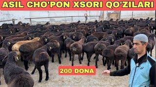 ZOMINLIK ASIL CHOPON QO'ZILARI 200 BOSH NARXLAR ARZONLADI