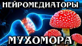 Нейромедиаторы силы и мухомор . Игорь Качура