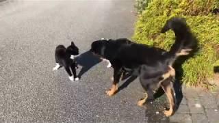 Three Way Dog and Cat Fight