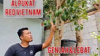 REVIEW ALPUKAT RED VIETNAM & KEUNGGULANNYA