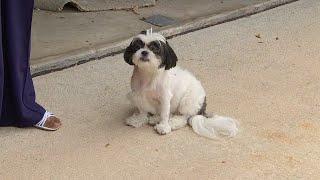 Woman shoots and kills dog, why no charges? #news #dogshot #legal #jacksonville #news4jax