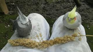 60 minutes of Aviary. (1 Hour Uninterrupted, Narration free birdies.) Cockatiel Companion