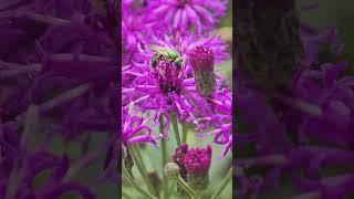 Tiny metallic green bee on ironweed