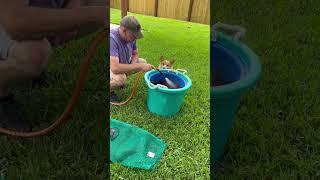 Boomer Helps Clean the Crawfish #boomer #corgi #dog #crawfish #crawfishboil