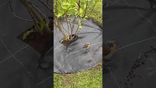Busy in the garden and a little friendly Robin comes to see what he can find to eat. #robin #bird