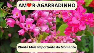 SEGREDOS DO AMOR-AGARRADINHO: COMO PLANTAR E CUIDAR?