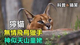 【动物科普 | 搞笑】狞猫对决捧哏鸡！#动物世界解说 #动物世界精彩解说  #狞猫 #动物的迷惑行为