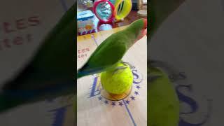 Bird Training : Smart lovebird Parrot | Smart Little Cute Parrot #training #smartparrot #cute