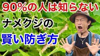 【塩.ビール.銅.全てダメ】賢いなめくじ退治教えます　　　　　【カーメン君】【ガーデニング】【園芸】【初心者】【ナメクジ】