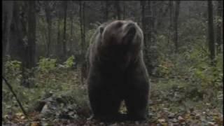 "bear attack" - a family lost