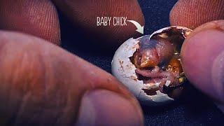 Tried to Save a Baby Budgie | Egg Hatching in My Hand