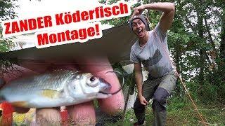 Kein Zander nimmt deinen Köder? Die richtige Montage zum Zander Angeln mit dem Köderfisch am See!