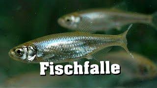 30 Sekunden Fischfalle