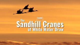 Sandhill Cranes of Whitewater Draw | Sigma 70-200mm DG DN OS Sport Lens | Sony A7s 3