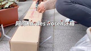 Wie sieht Kordes Rosen Plant-o-fix aus? | Novalis & Herzogin Christiana ｜网购德国科德斯玫瑰苗是什么样子？