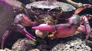 Purple Samurai Crab