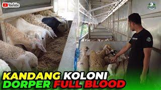 CEK KANDANG KOLONI DORPER FULL BLOOD