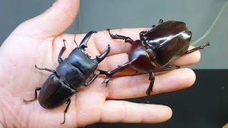 사슴벌레 VS 장수풍뎅이 둘중 누가 더 강할까? stag beetle fight