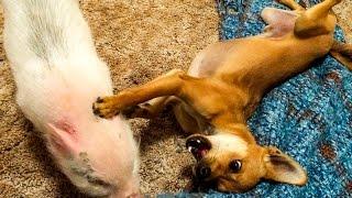 Dog Wrestling Mini Pig