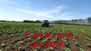 Междурядная обработка подсолнечка на мтз 82 с балочным мостом  Трактор рассыпается в поле.