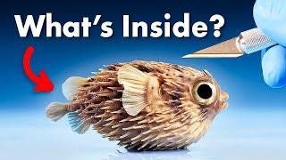 What's Inside a Pufferfish?