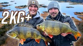 Dream Fishing: 2kg+ Perch on Ultra-Natural Lures