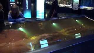 TdM - NZ - J29 - Wellington - Te Papa Museum, Colossal Squid