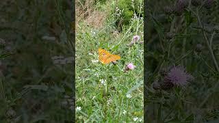 Kaisermantel (Argynnis paphia)