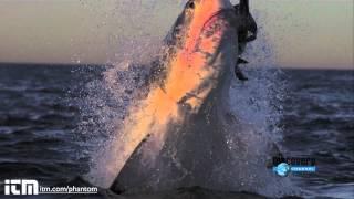 Slow Motion Shark Attack High Definition - Shark Week