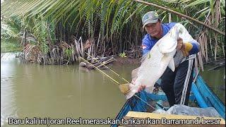 Akhirnya joran Reel merasakan juga perlawanan ikan Barramundi besar