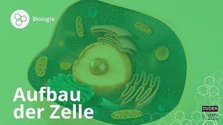 Aufbau der Zelle: Bio leicht gemacht! – Biologie | Duden Learnattack