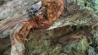 Mt. Rainier Trail | Buhay America #UNO TV  vlog 19