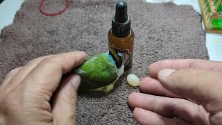 Gouldian Finch Egg Binding Treatment 20230827