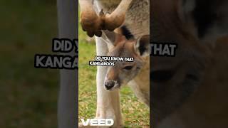 Mind Blowing Kangaroo Facts! Like & Subscribe!