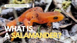 What Is A Salamander? #thesalamanderwilds #salamanders #newts #amphibians