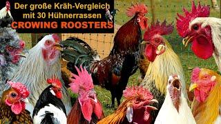 BIG ROOSTERS crowing compilation with 30 breeds of chickens: Brahma, Silkie, Orpington, Pekin bantam