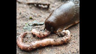 Slug Eating a Worm ALIVE