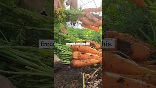 Freedom looks like this. #food #garden #farm #homestead #health #freedom #eat #health #gardening