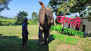 हाथी नमस्कार कैसे करता है #Jhirna Zone #Jim Corbett National Park