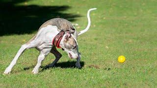 How to Raise a Happy and Well-Behaved Doberman Pinscher Around Kids