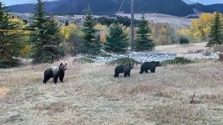 Montana ranchers express support to delist grizzly bears from endangered species list