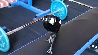 MAGPIE IN MY GYM | Part 4 | This is not going to work...